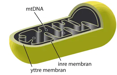 mtDNA, inre membran, yttre membran
