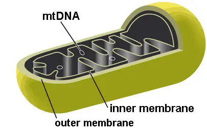 mtDNA, inner membrane, outer membrane